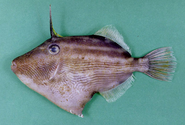 Thamnaconus melanoproctes (Boulenger, 1889)